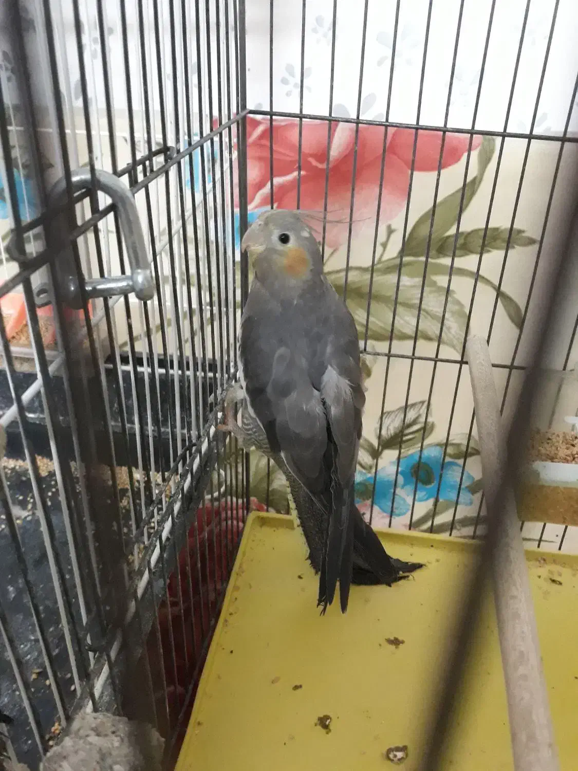 عروس هلندی ماده|پرنده|فولادشهر, مسکن مهر فولادشهر|دیوار