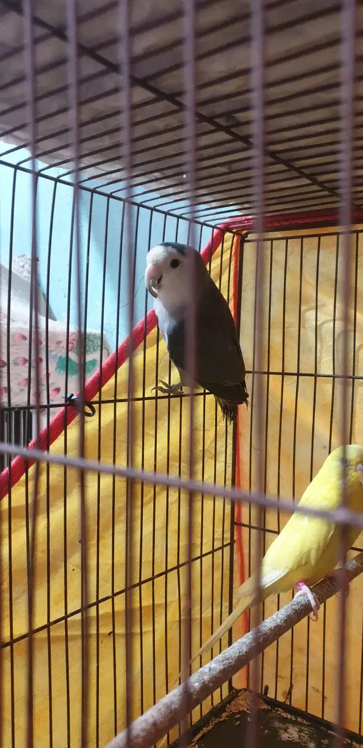 فروش یا معاوضه طوطی کوتوله نر|پرنده|بندرعباس, |دیوار