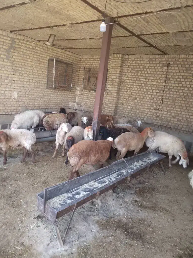 بره|حیوانات مزرعه|قرچک, داوود آباد|دیوار