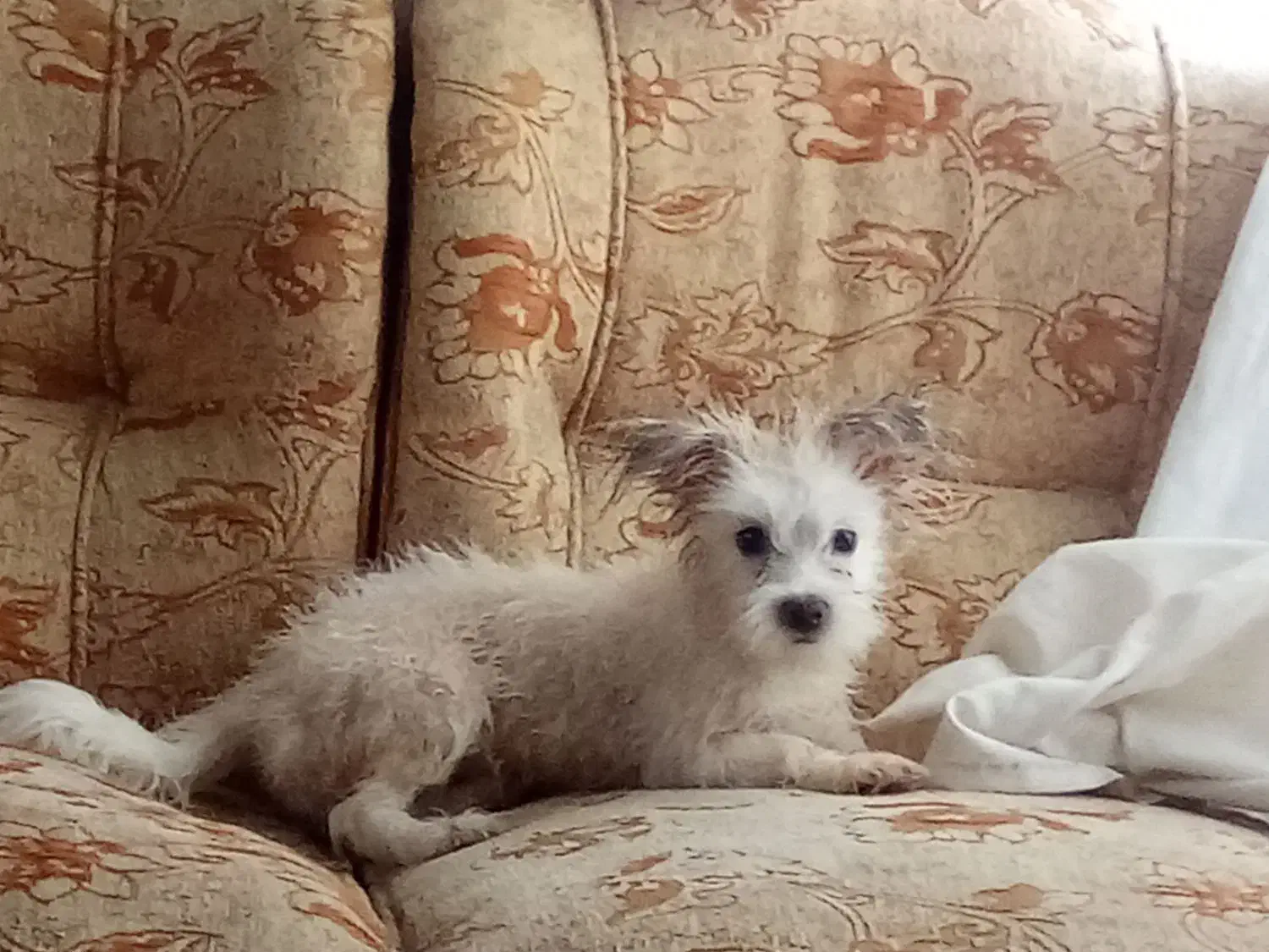 شیتزو|سگ|بم, |دیوار