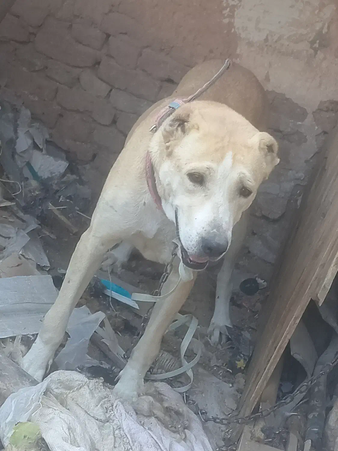 واگذاری|سگ|تربت جام, کاریز نو سفلی|دیوار