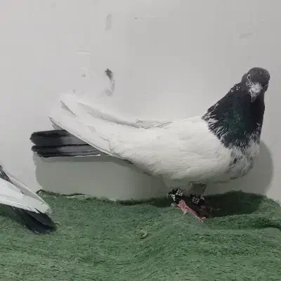 کبوتر|پرنده|درگزین, |دیوار