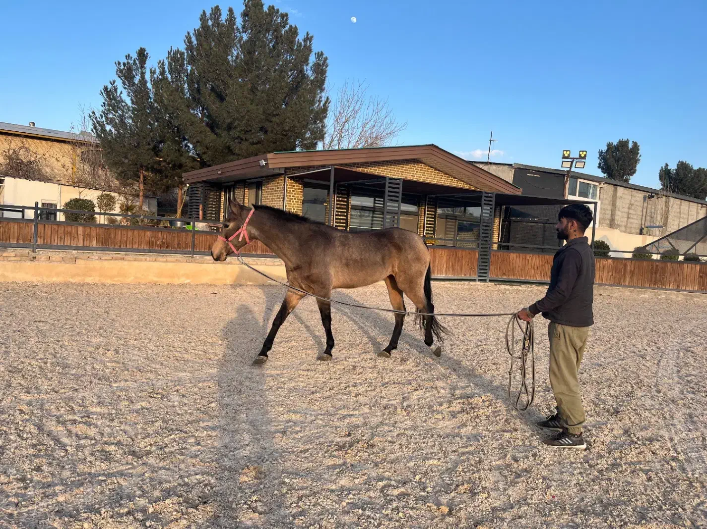 اسب پرشی|اسب و تجهیزات اسبسواری|صفادشت, |دیوار