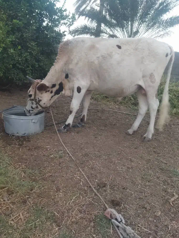 یک عدد نرگاو بزرگ بایک گوساله نر|حیوانات مزرعه|بلوک, |دیوار