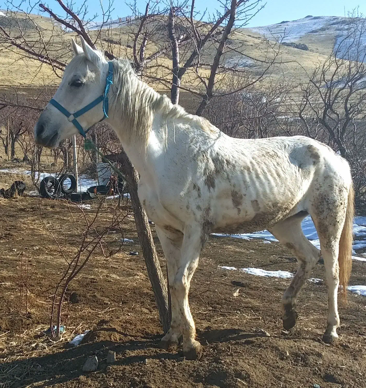 اسب مادیان سفید|اسب و تجهیزات اسب‌سواری|زنجان, |دیوار