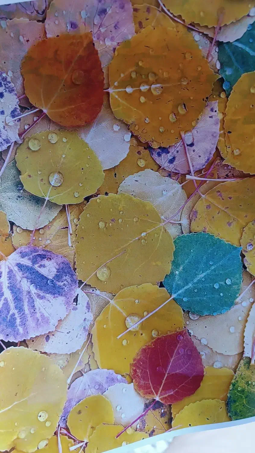 دستگاه چاپ رنگی شارپ 2640|پرینتر، اسکنر، کپی، فکس|اسکو, |دیوار