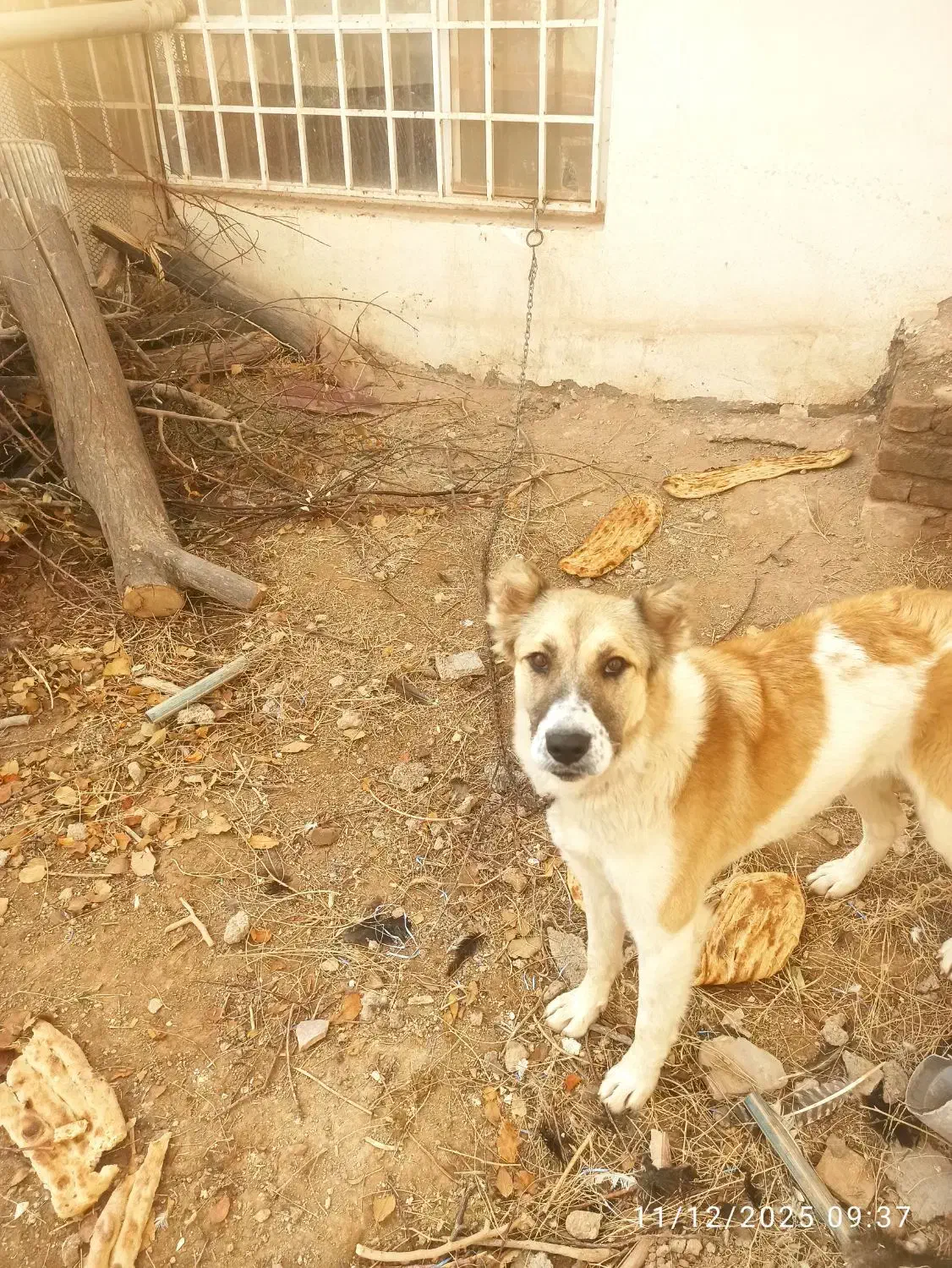 سگ نگهبان|سگ|مشهد, پرکندآباد|دیوار