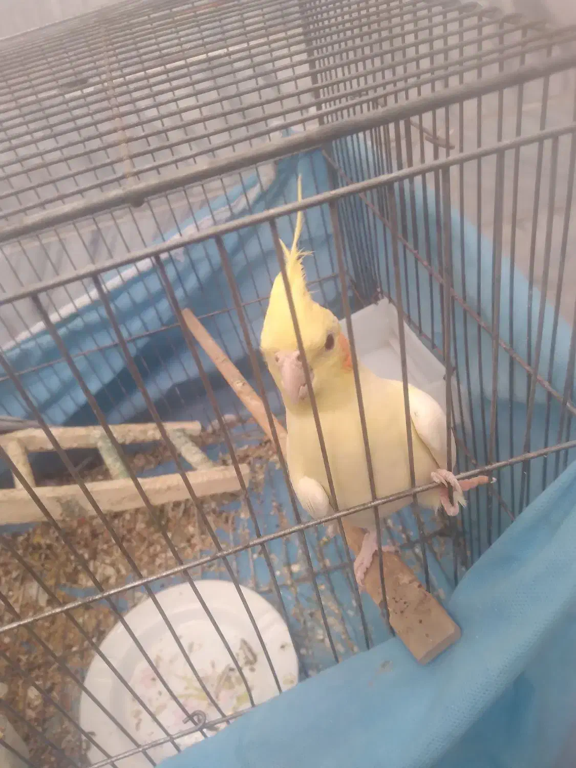 عروس هلندی|پرنده|کنگاور, |دیوار