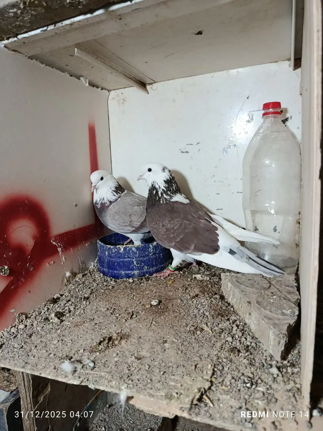 کبوتر|پرنده|گرمسار, |دیوار