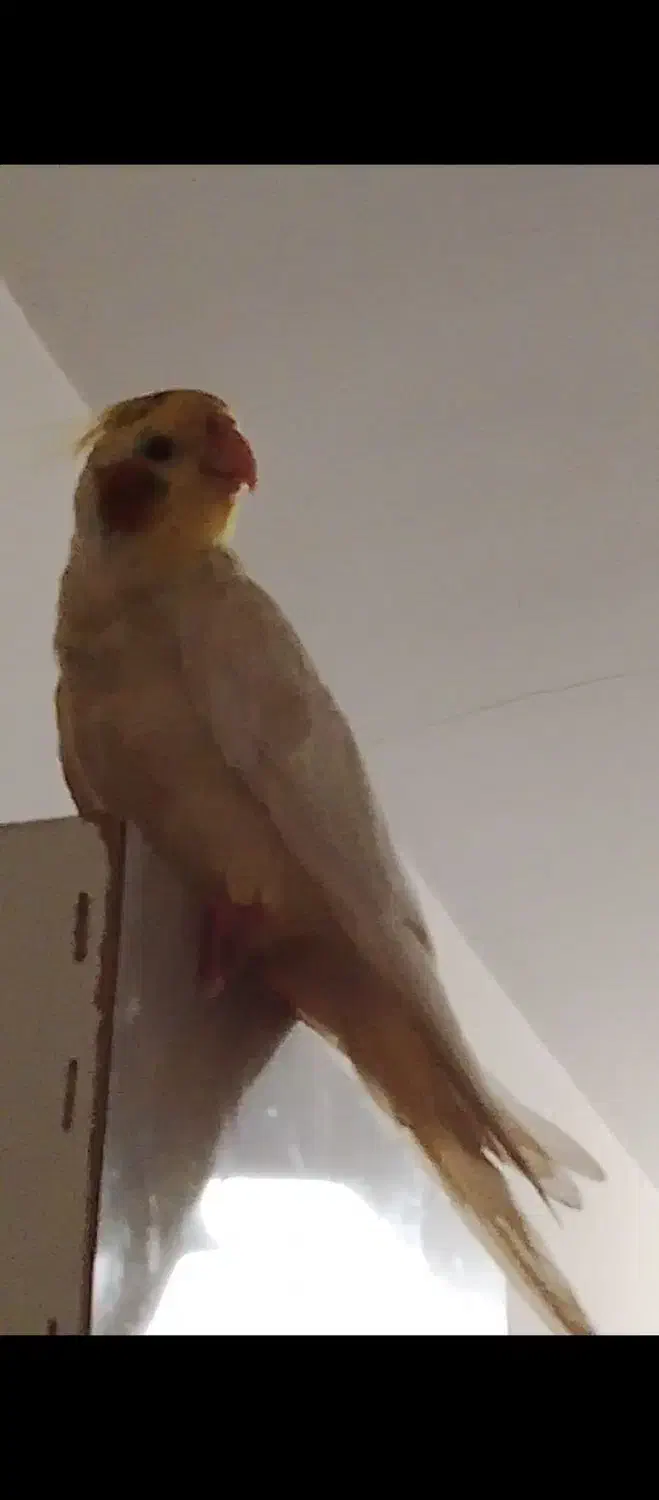 عروس هلندی گمشده|حیوانات|الوند, |دیوار