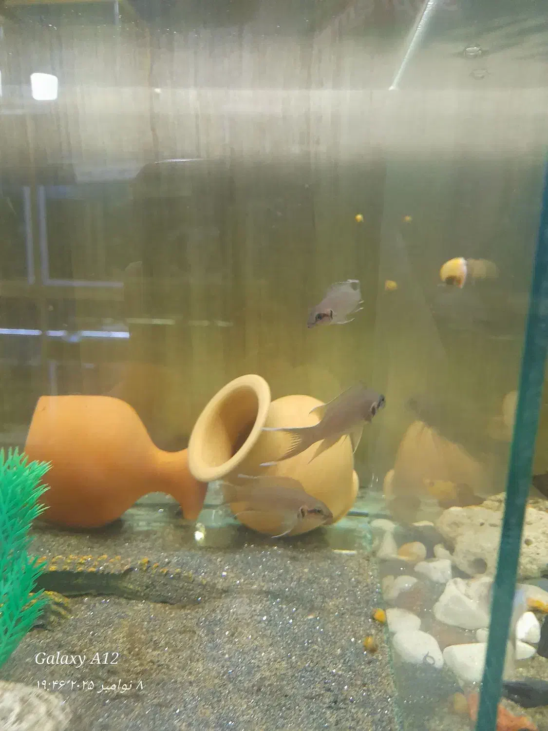 آکواریوم نمو شهرستان قوچان|ماهی|قوچان, |دیوار