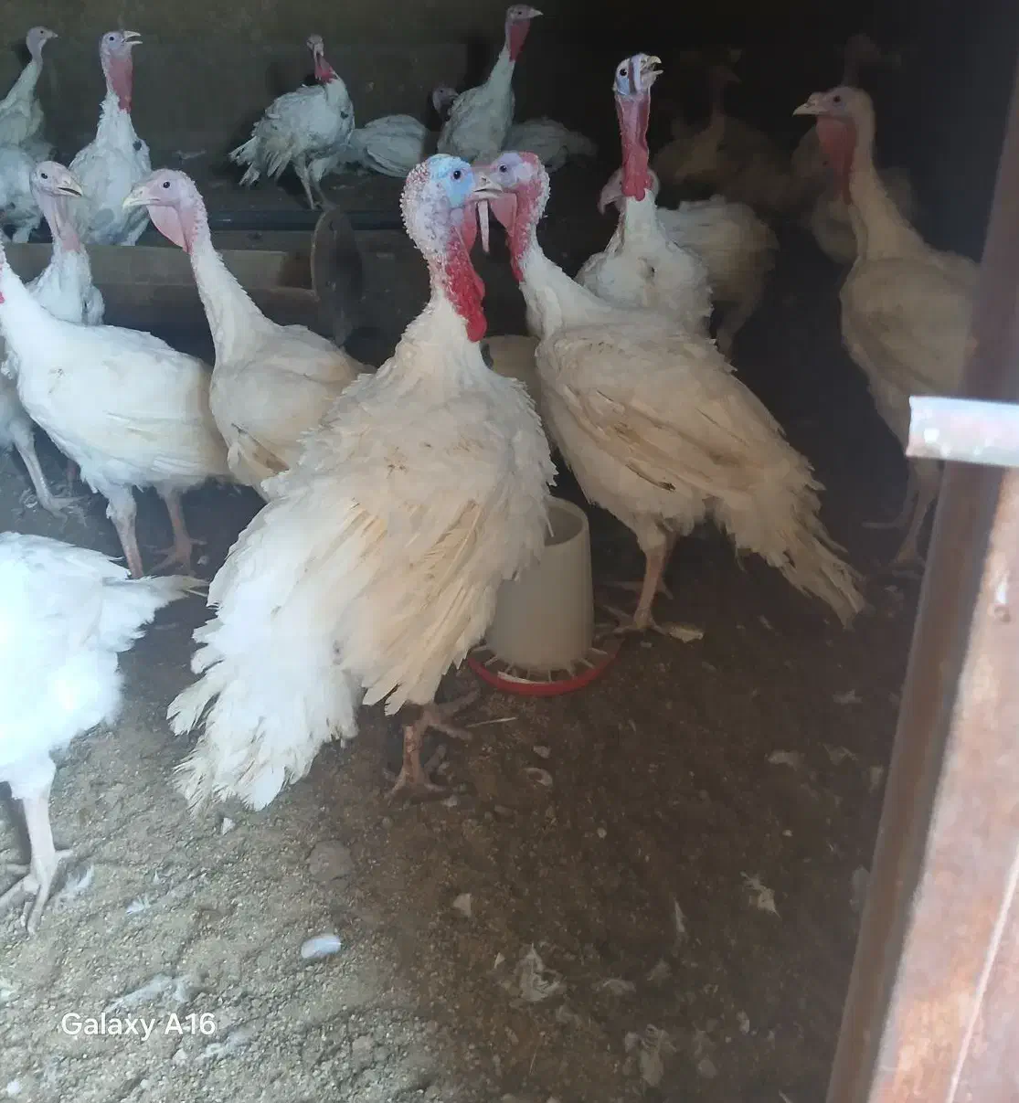 بوقلمون بیوتی 6 فوق سنگین|حیوانات مزرعه|پاسارگاد, |دیوار