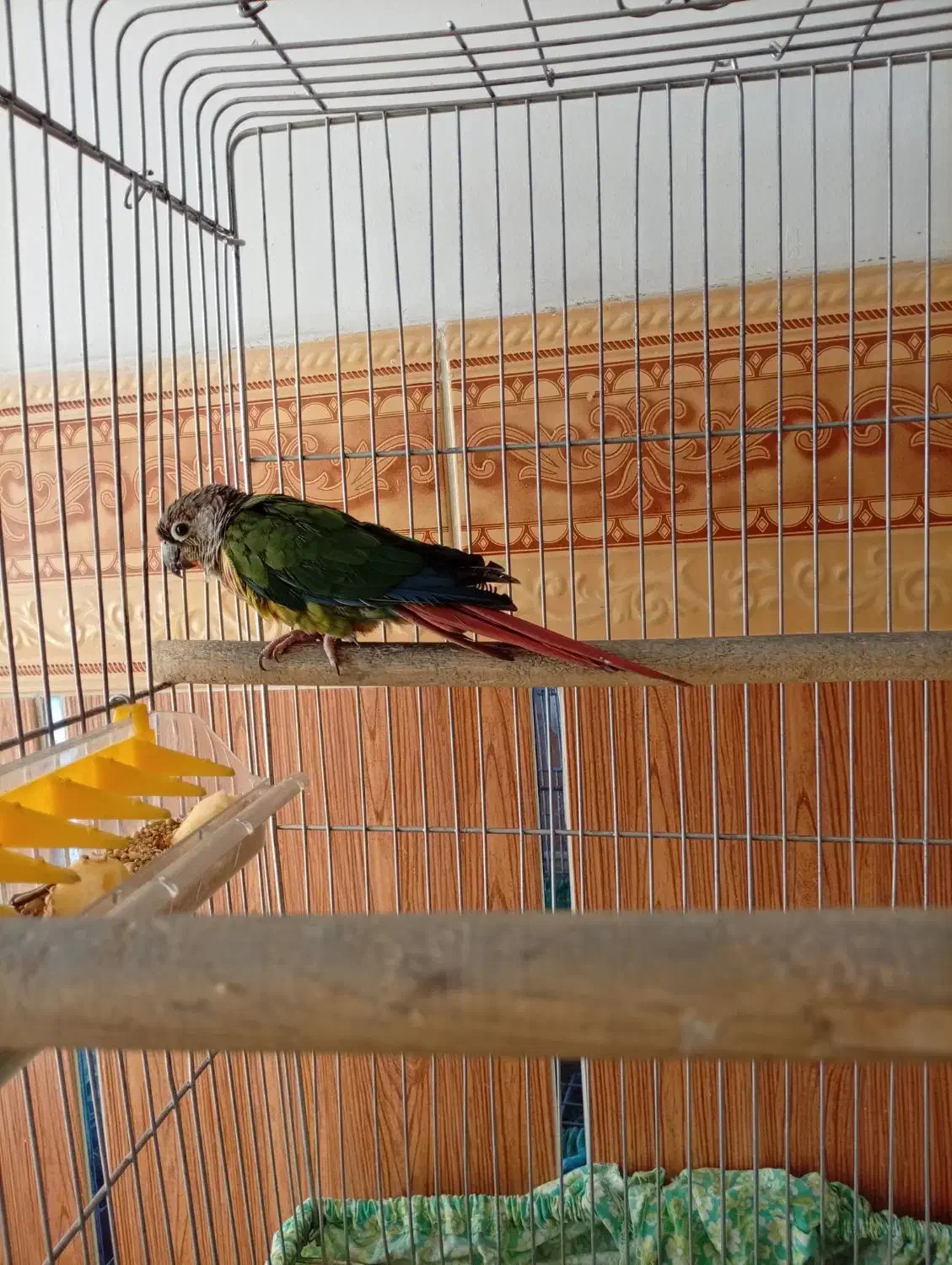 فروش طوطی گرینچیک|پرنده|بوکان, |دیوار