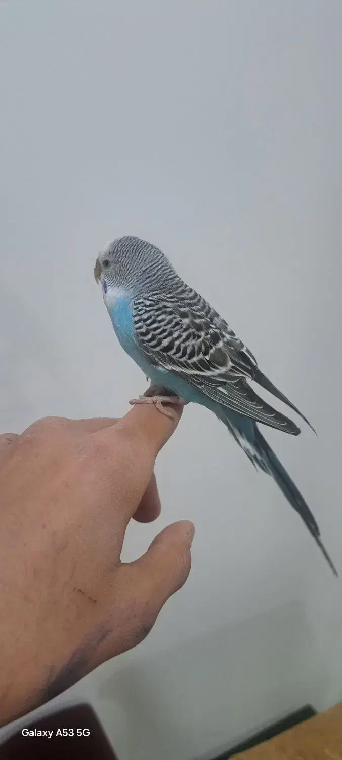 مرغ عشق|پرنده|ایلام, |دیوار