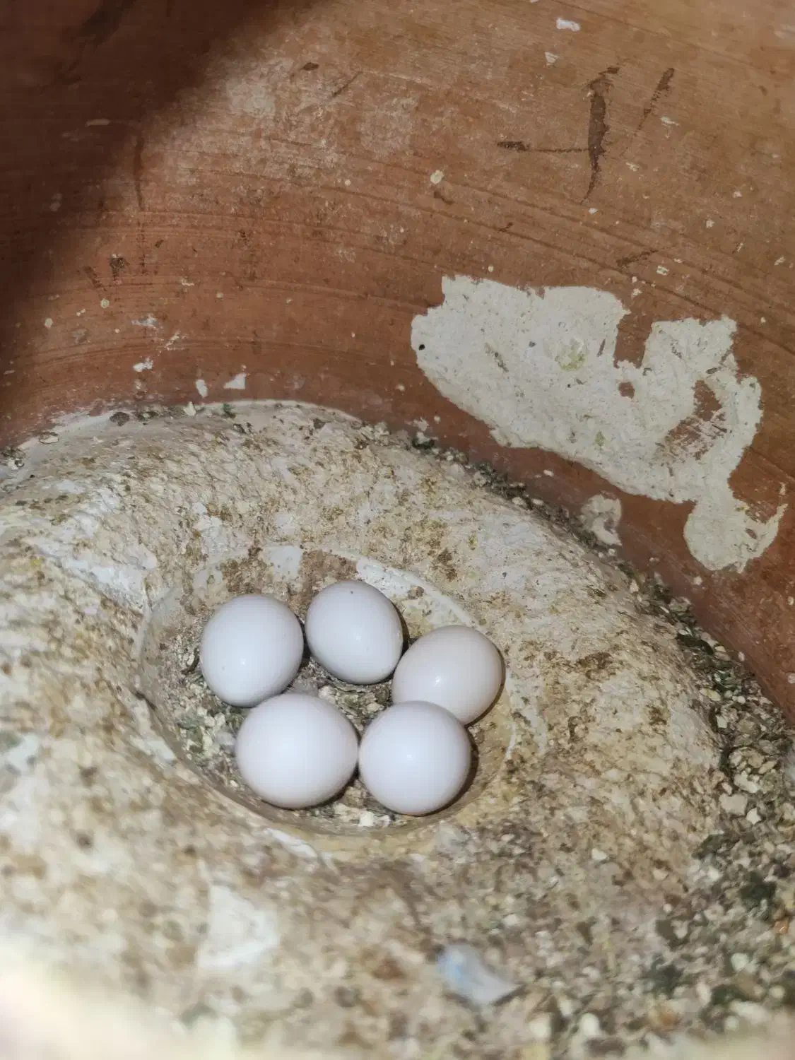 چند جفت مرغ عشق مولد و تخم گذار|پرنده|قره ضیاالدین, |دیوار