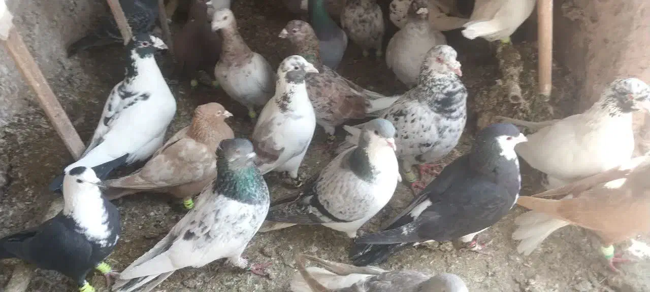 پرنده|پرنده|سبزوار, جنت|دیوار