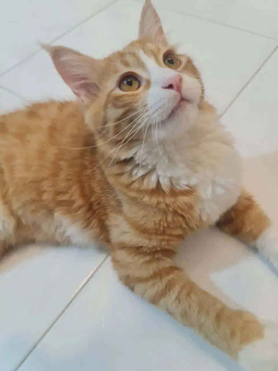 واگذاری گربه|گربه|کرمانشاه, |دیوار