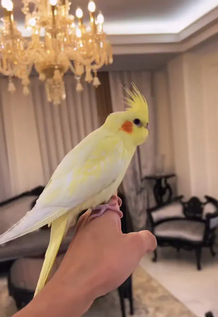 عروس هلندی|پرنده|چمران, |دیوار