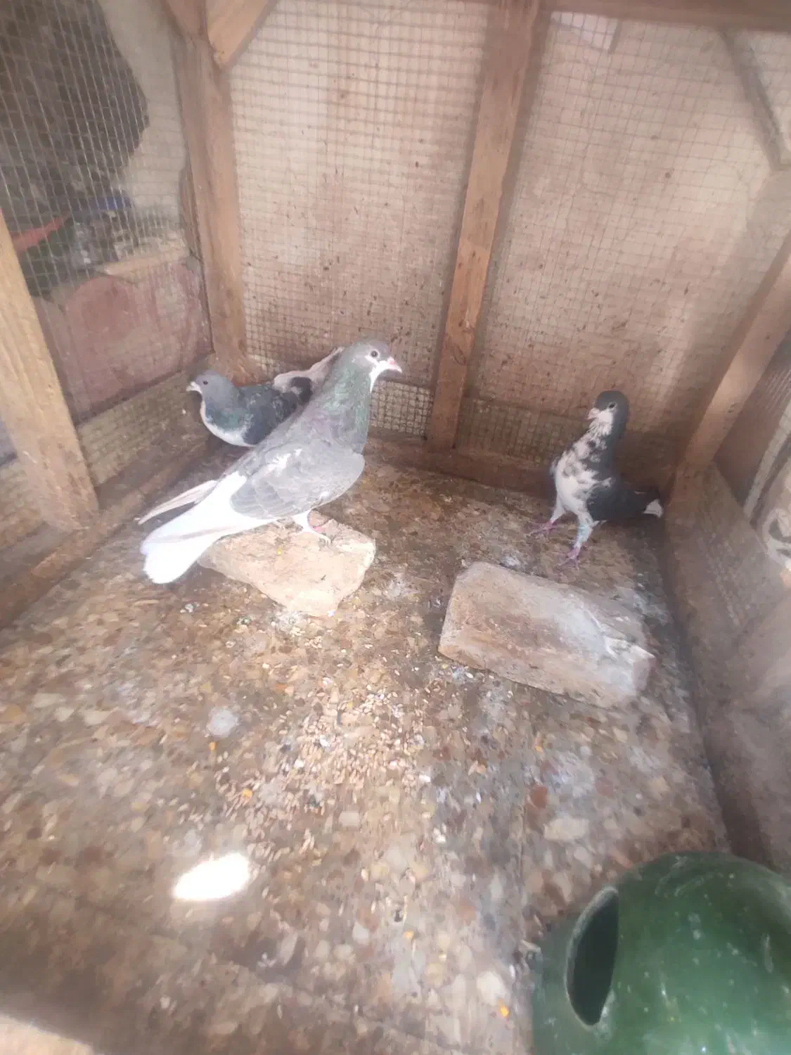 پرنده کبوتر نرو و ماده  شهری چپ|پرنده|شیراز, شیخ علی چوپان|دیوار