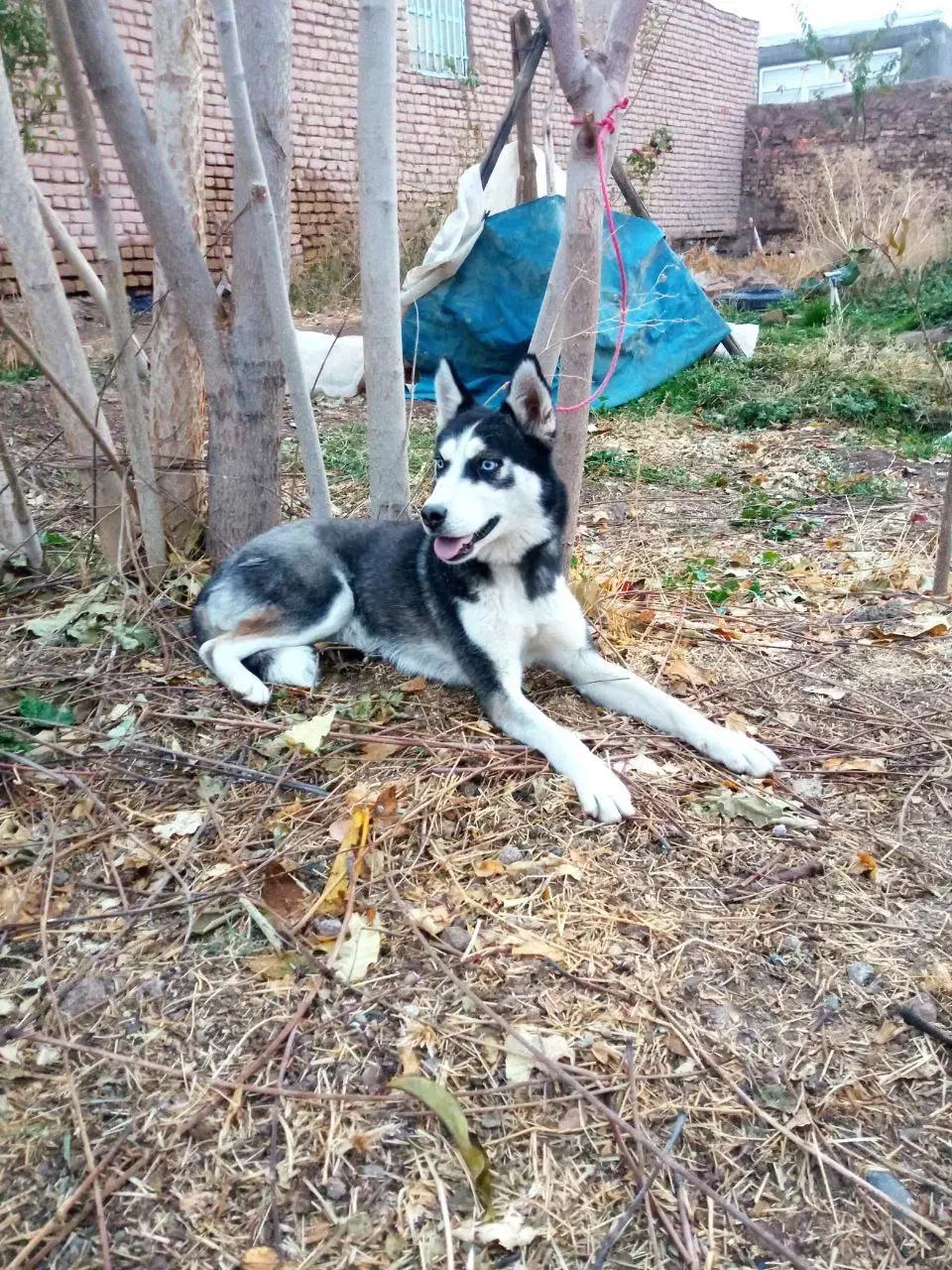 سگ هاسکی|سگ|فریمان, |دیوار