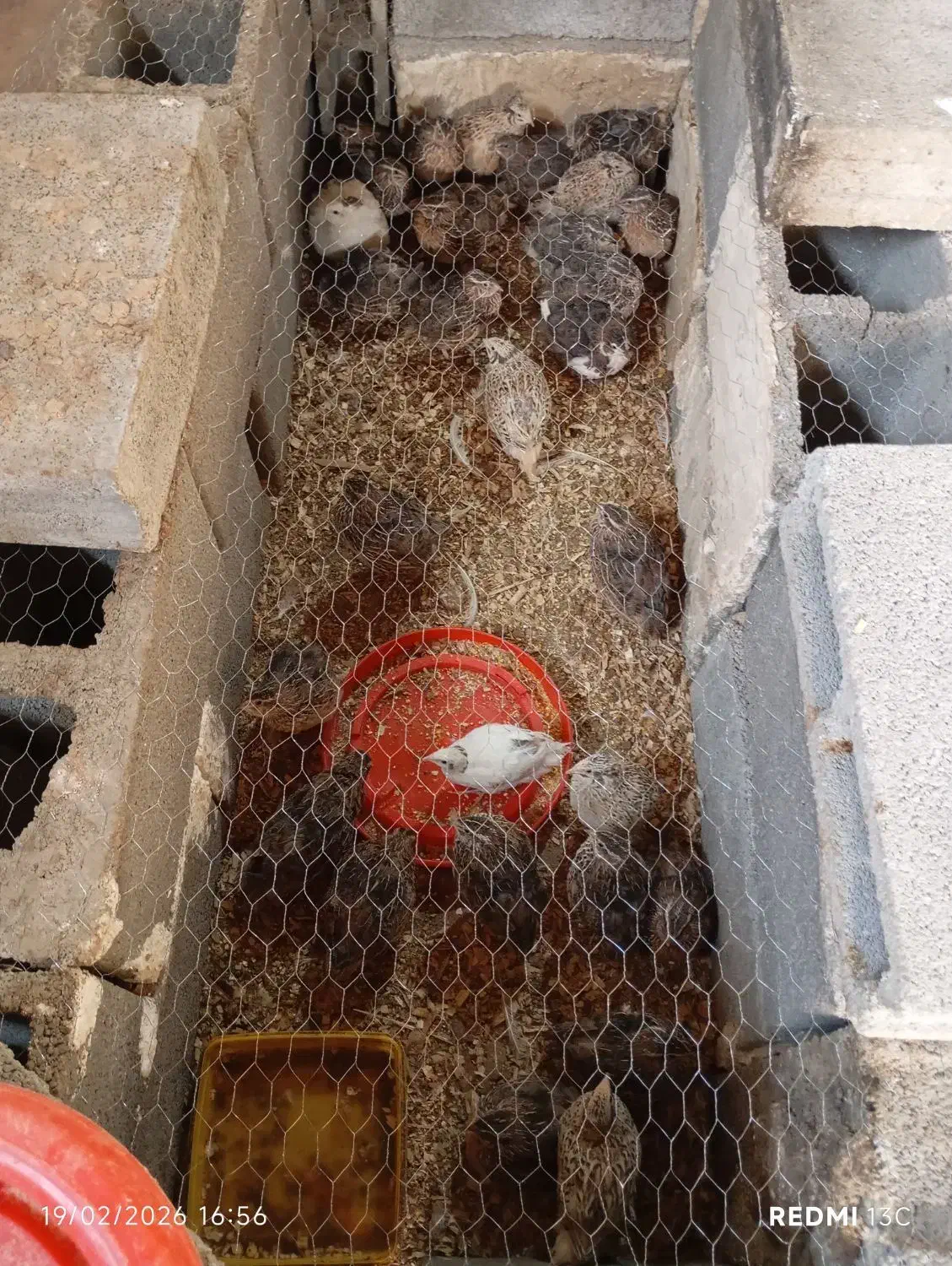 بلدرچین|حیوانات مزرعه|ایذه, |دیوار