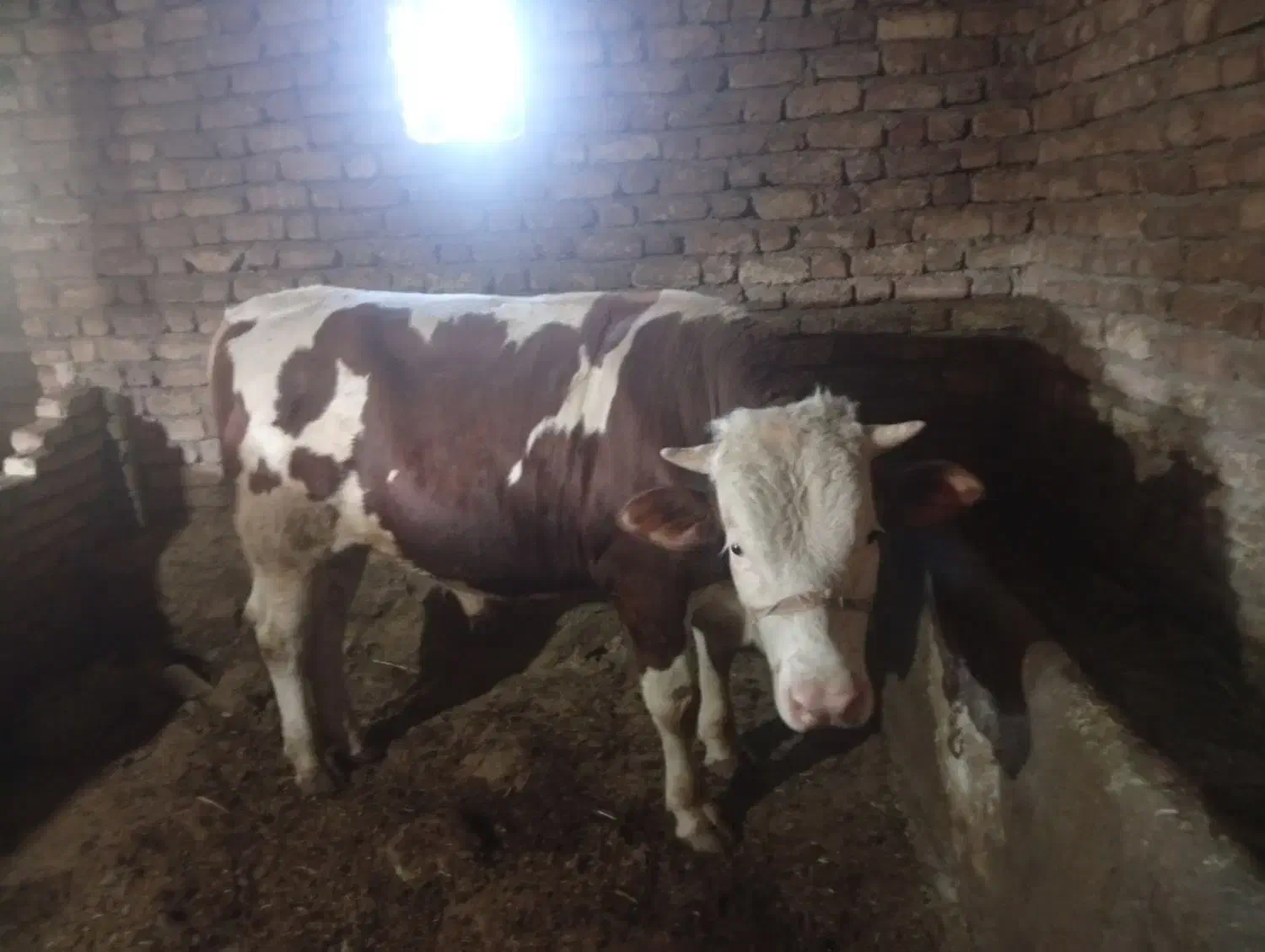 گوساله|حیوانات مزرعه|باوله, |دیوار