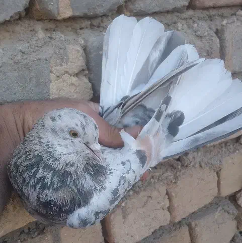 کفتر پرشی|پرنده|قم, باغ شازده|دیوار