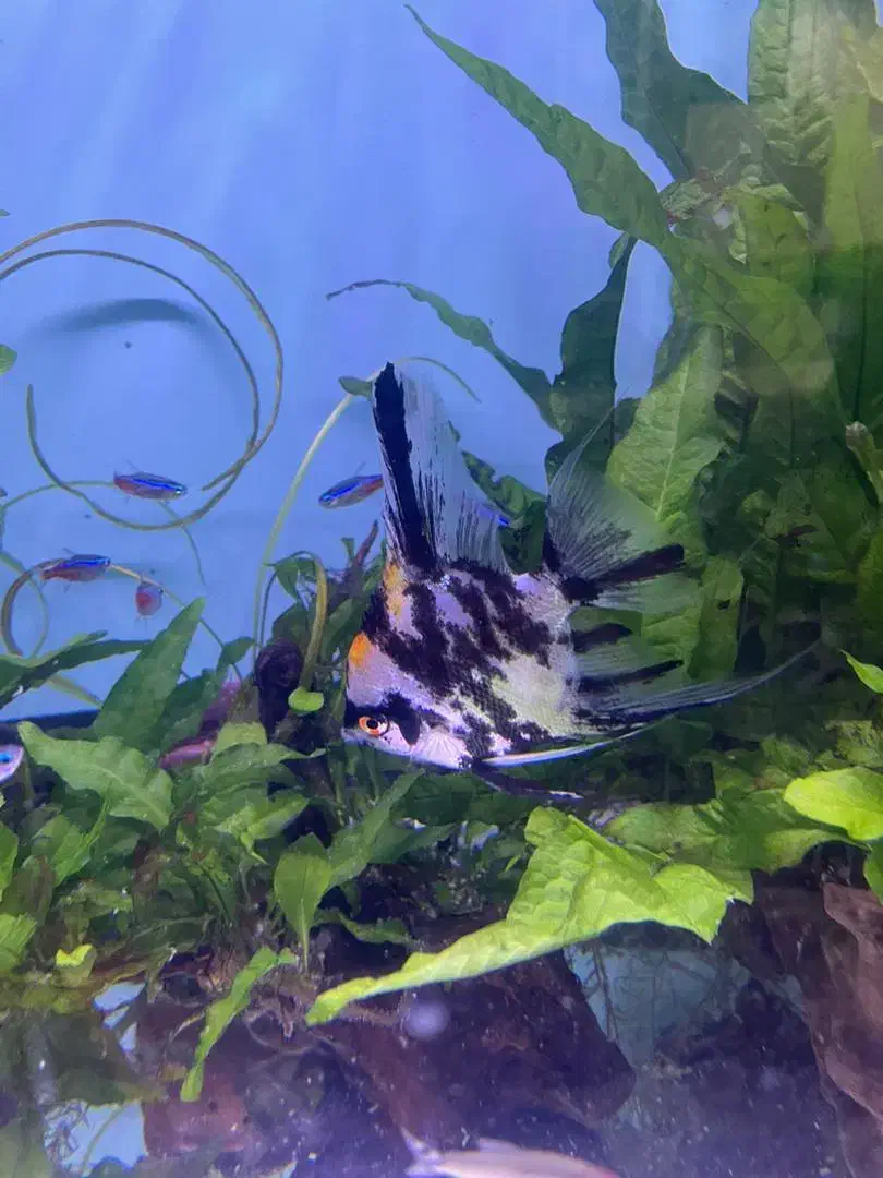 ماهی اکواریم|ماهی|بندر ماهشهر, |دیوار