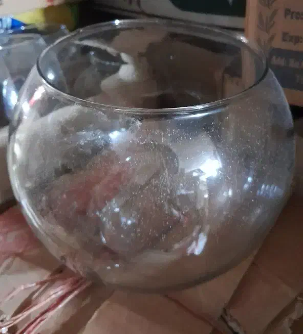 تنگ ماهی|ماهی|قروه, |دیوار