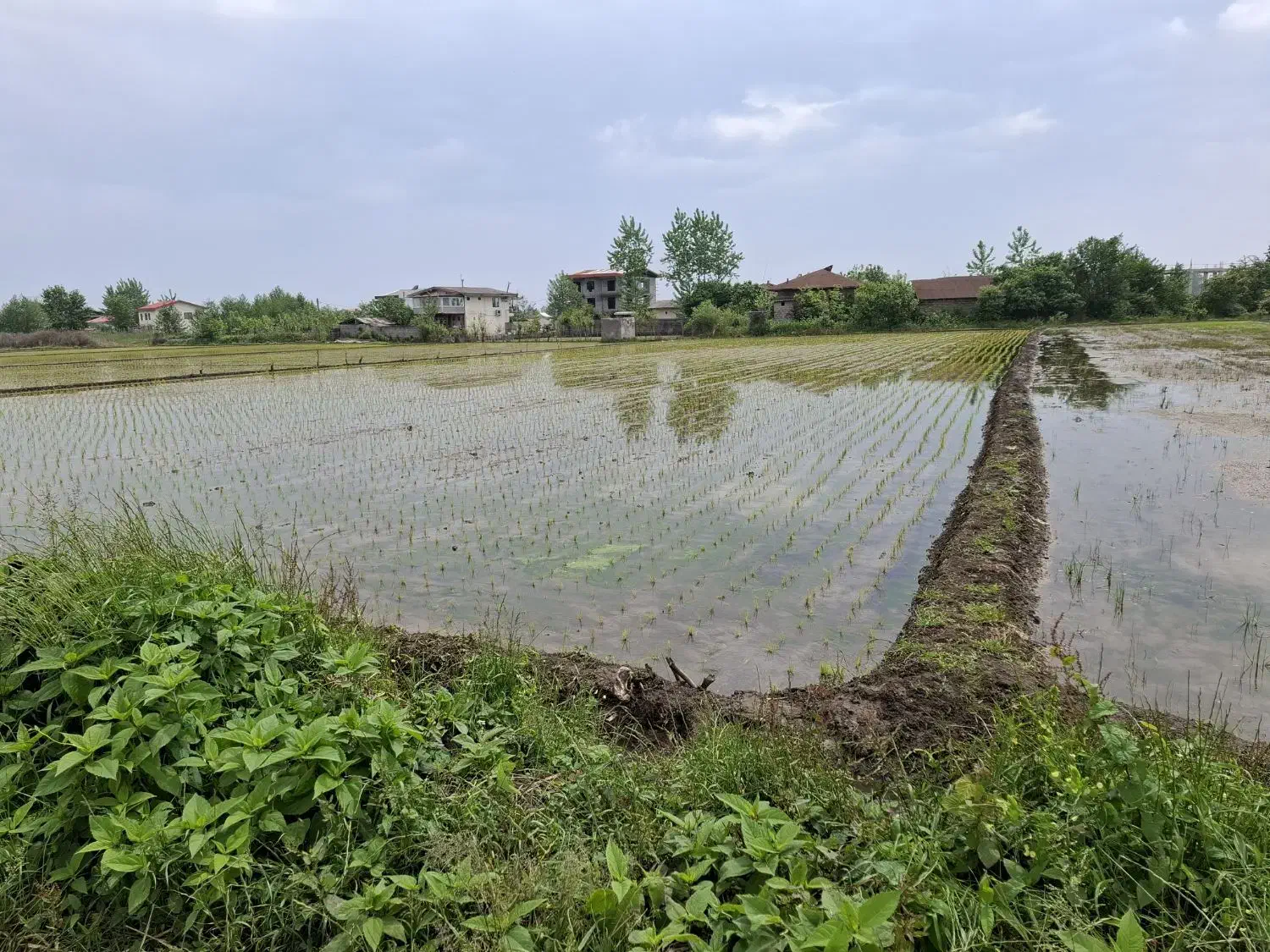 فروش زمین کشاورزی (شالیزار) ۲۵۴۳ مترمربع|فروش دفتر صنعتی، کشاورزی، تجاری|رودسر, |دیوار
