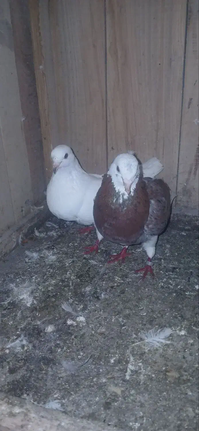 کبوتر بلندپرواز|پرنده|فومن, |دیوار