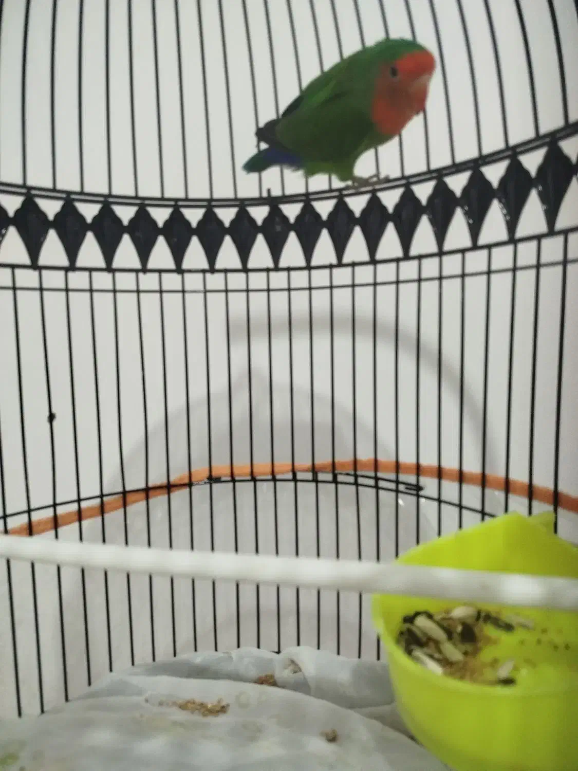 کوتوله|پرنده|تربت جام, شهید غلام زاده|دیوار