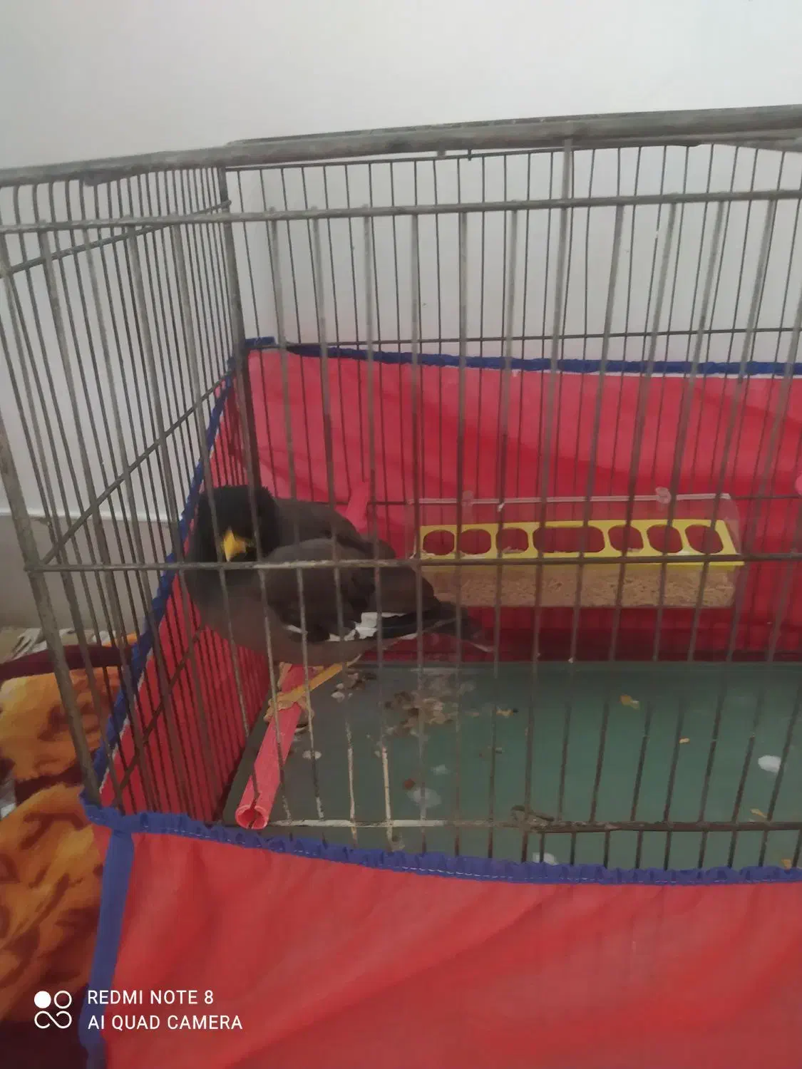 دوعددمرغ میناسخنگو|پرنده|بروجرد, |دیوار