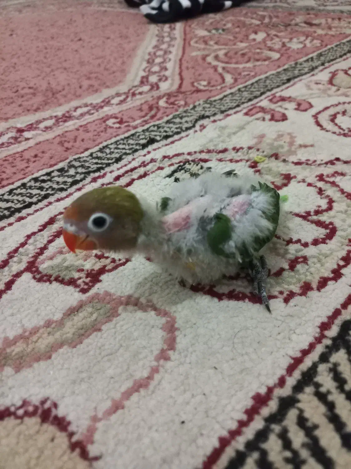 کوتوله سرلاکی|پرنده|مشهد, هدایت|دیوار