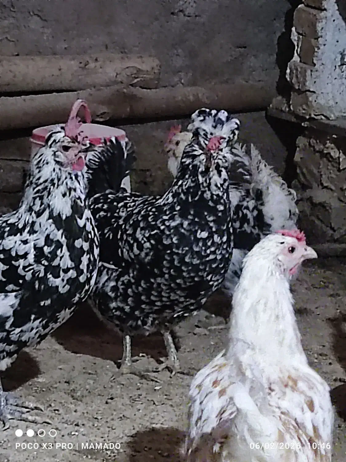 6 عدد مرغ گلین لری ریشو|حیوانات مزرعه|بوئین زهرا, |دیوار