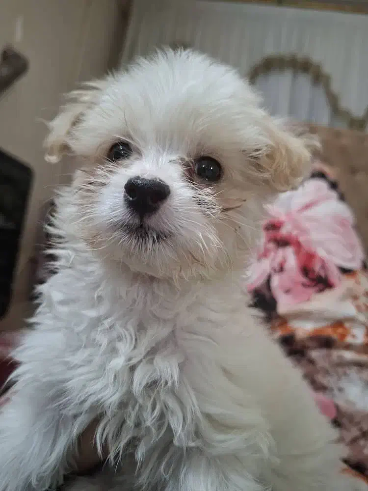 واگذاری|سگ|خرمآباد, |دیوار