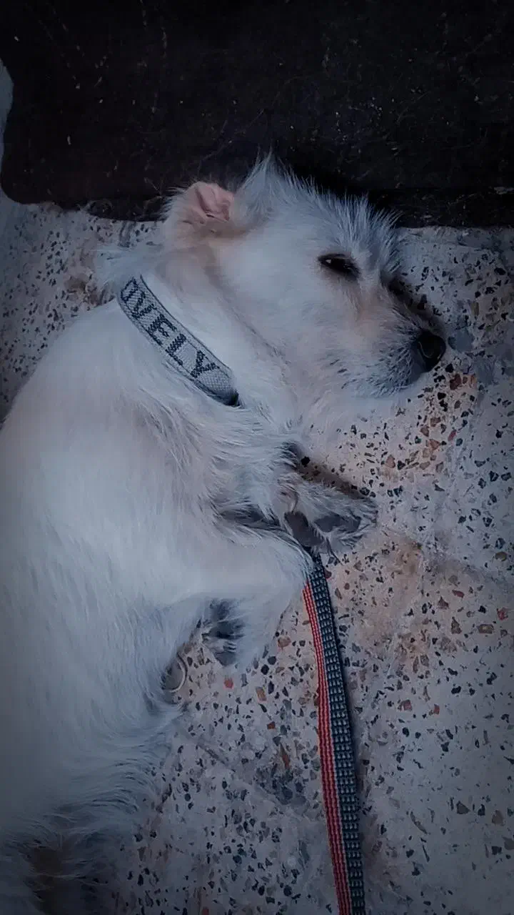 سگ‌پاکوتاه فروشی فوری|سگ|گرگان, |دیوار