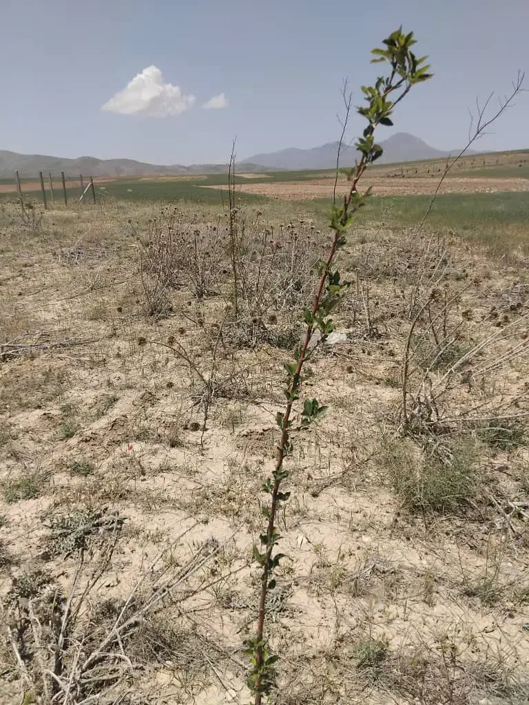 زمین باغی ۱۰۰۰ متر|فروش دفتر صنعتی، کشاورزی، تجاری|بهار, |دیوار