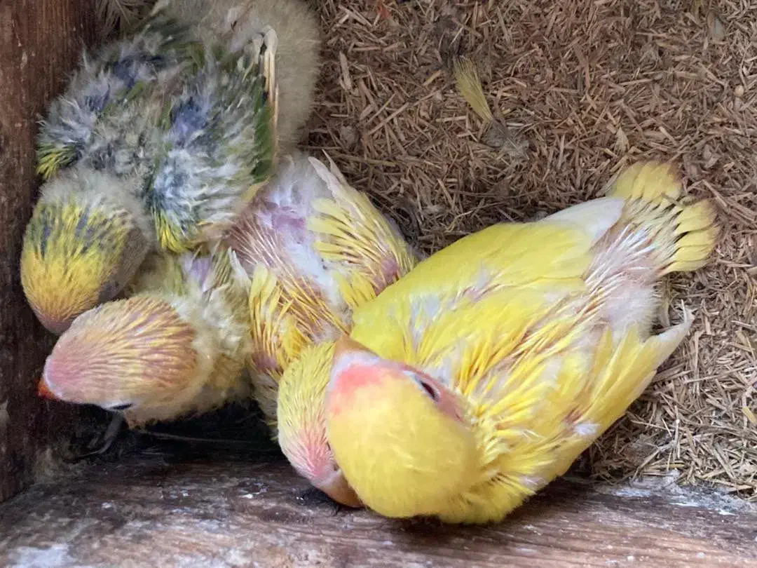 طوطی برزیلی. کوتوله|پرنده|خرمآباد (تنکابن), |دیوار