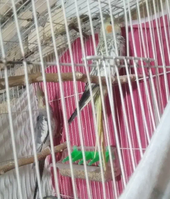 عروس هلندی|پرنده|مشهد, فرخد|دیوار