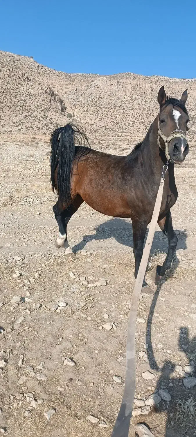 اسب|اسب و تجهیزات اسب‌سواری|شیراز, گویم|دیوار