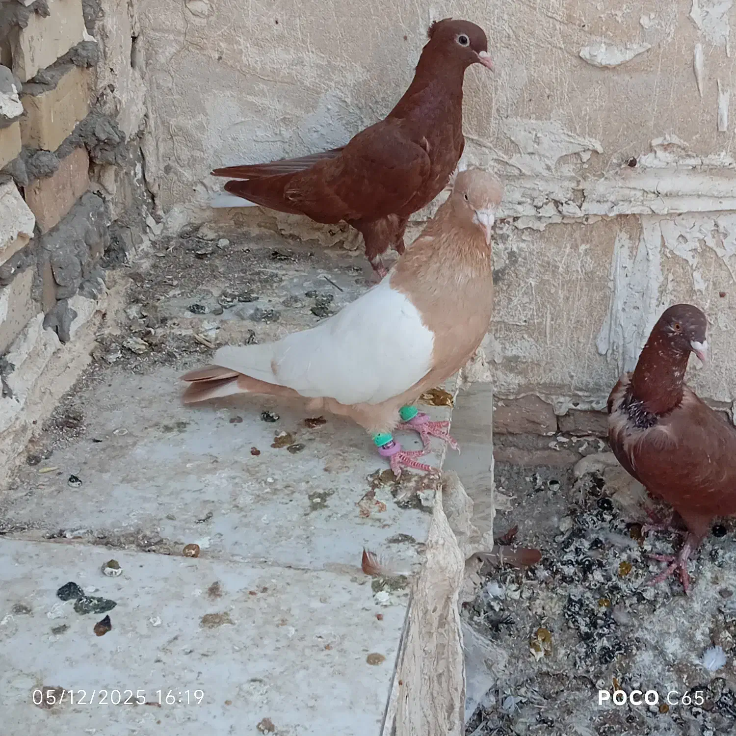 نرسینه زرد|پرنده|شوشتر, |دیوار