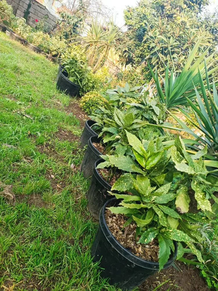 تعدادیفوتونیاکورپهروندهاکوباومیخک|گل و گیاه طبیعی|رودسر, |دیوار