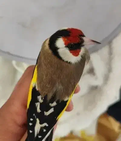 سهره تور|پرنده|ماهدشت, |دیوار