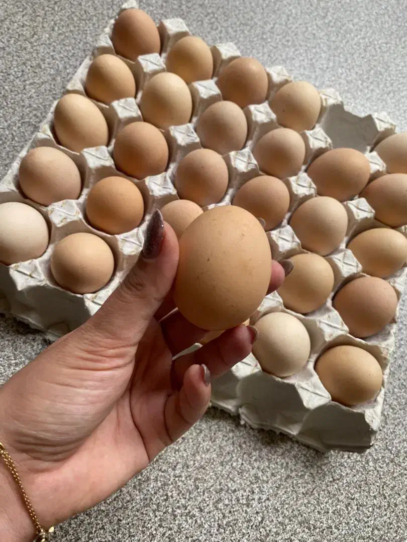 تخم مرغ محلی|خوردنی و آشامیدنی|رشت, باهنر|دیوار