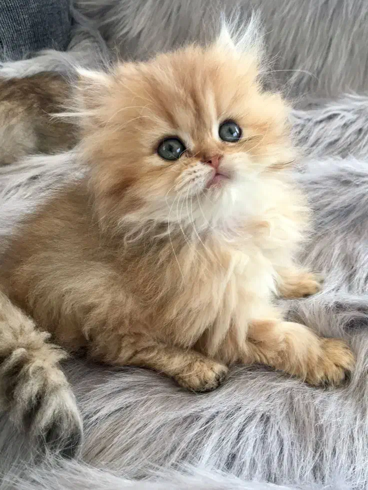 گربههای نژاددار و مهربون|گربه|تهران, آشتیانی|دیوار