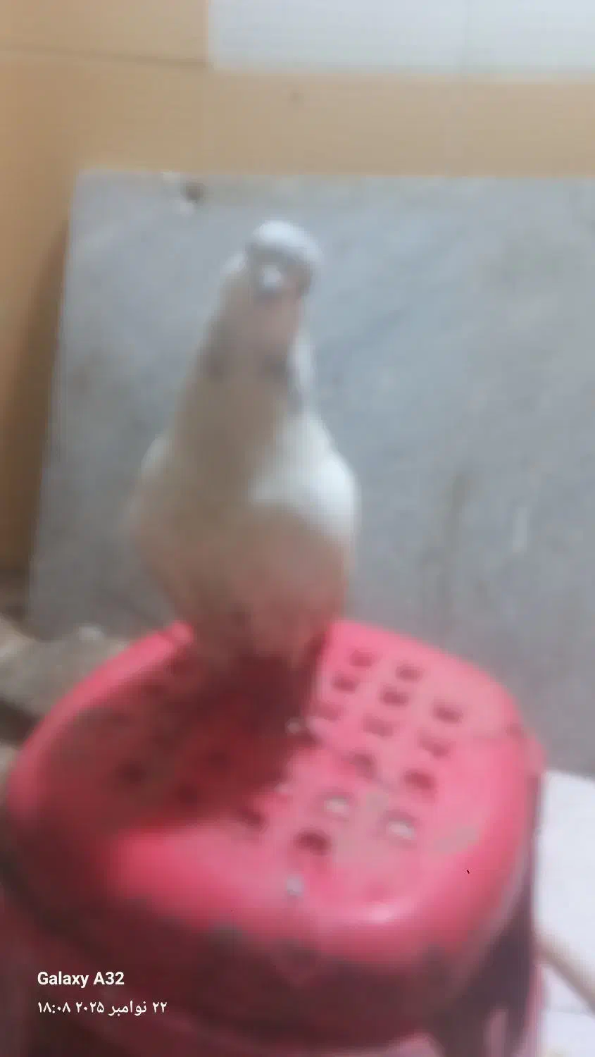 کبوترخوشکل|پرنده|قائم‌شهر, |دیوار