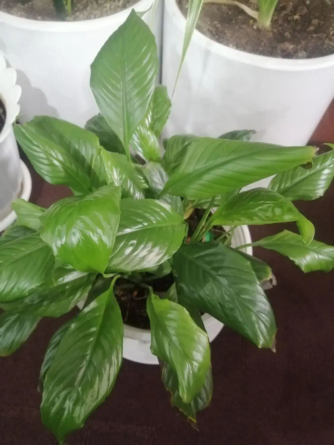 فروش گل خانگی در کانی دینار|گل و گیاه طبیعی|مریوان, |دیوار