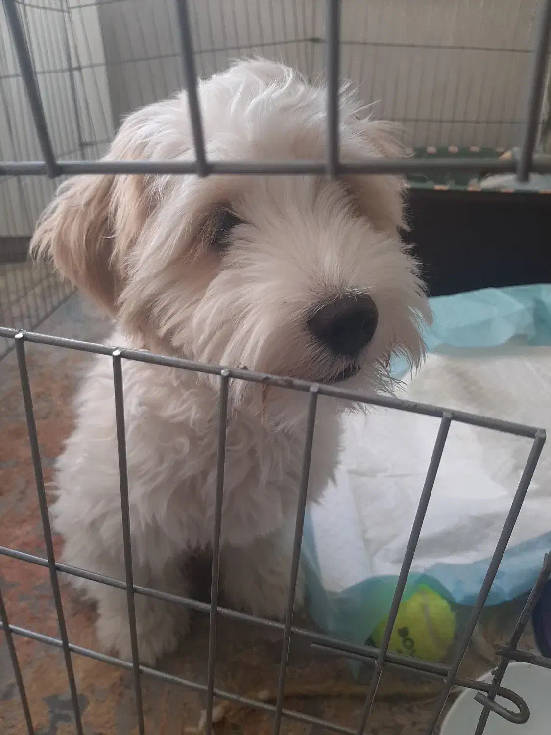 واگذاری سگ غیر رایگان|سگ|ری, شهادت|دیوار