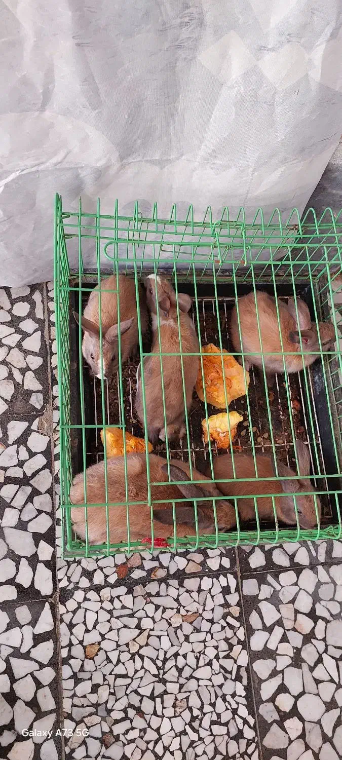 فروش خرگوش کوچک و بالغ|موش و خرگوش|بابل, |دیوار